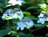 ヤマアジサイ〈アジサイ科〉