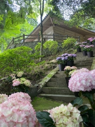 兵庫の播州清水寺が20種類100鉢以上のアジサイを 6月1日から設置、アジサイを鳥獣被害から守る取り組み