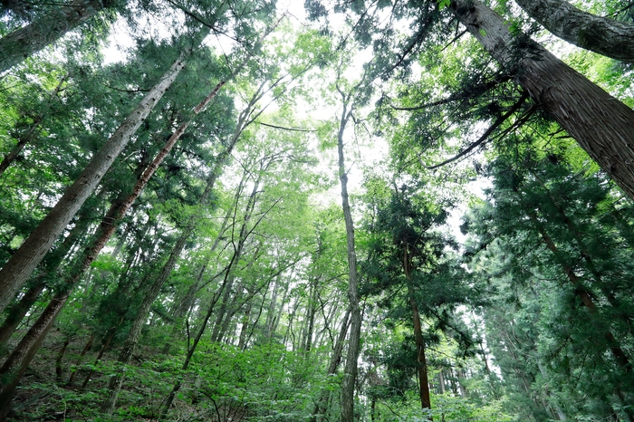 ひるがの高原イメージ