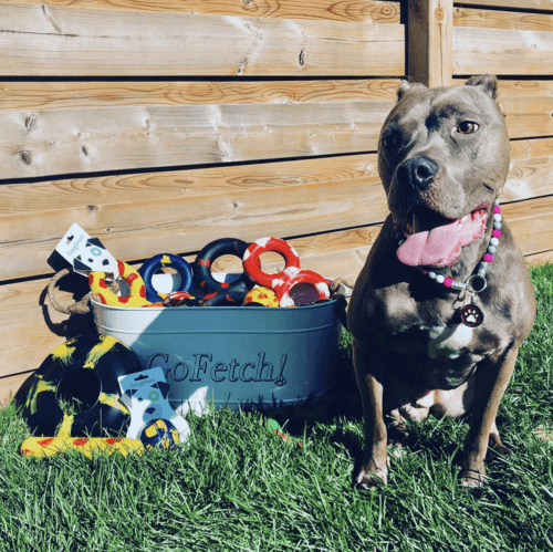 噛む力の強いワンちゃんも大満足!