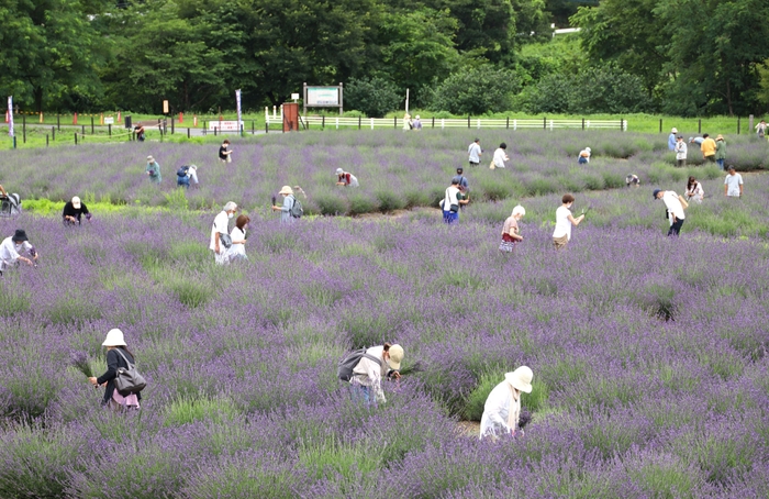 つみとりエリア