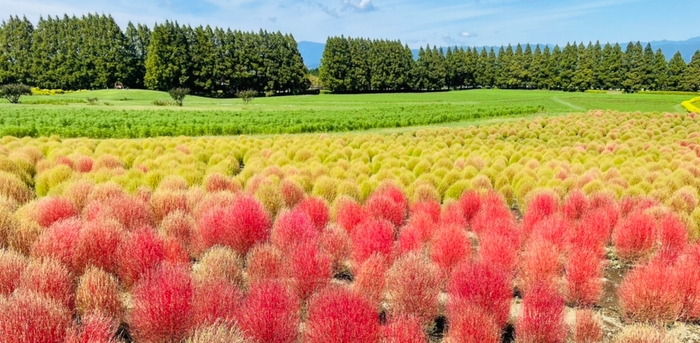 3,000株のコキア