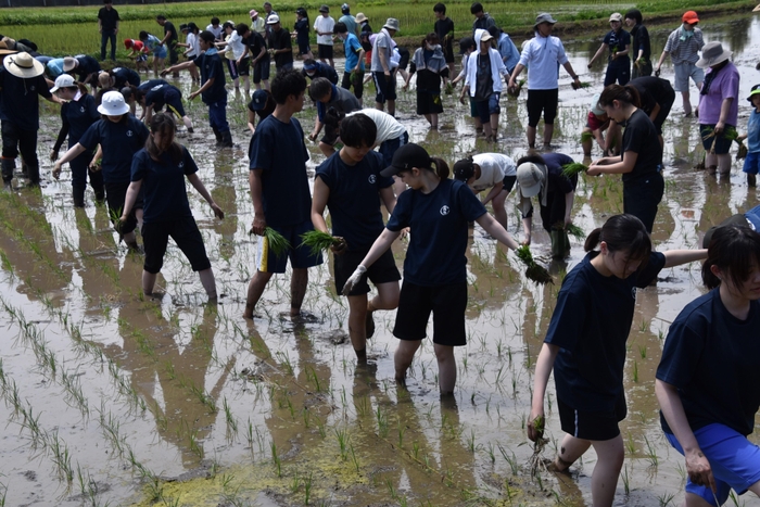 田植えが終わり、苗を踏まないように水田から出る