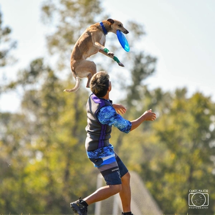 現役世界チャンピオン　ディスクドッグパフォーマンス