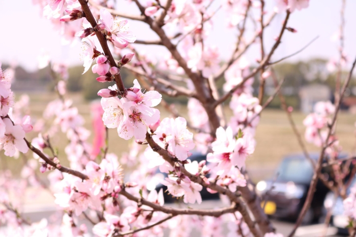 アーモンドの花1