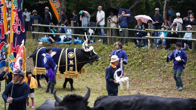牛の土俵入り風景:画像は隠岐の島町観光協会様提供