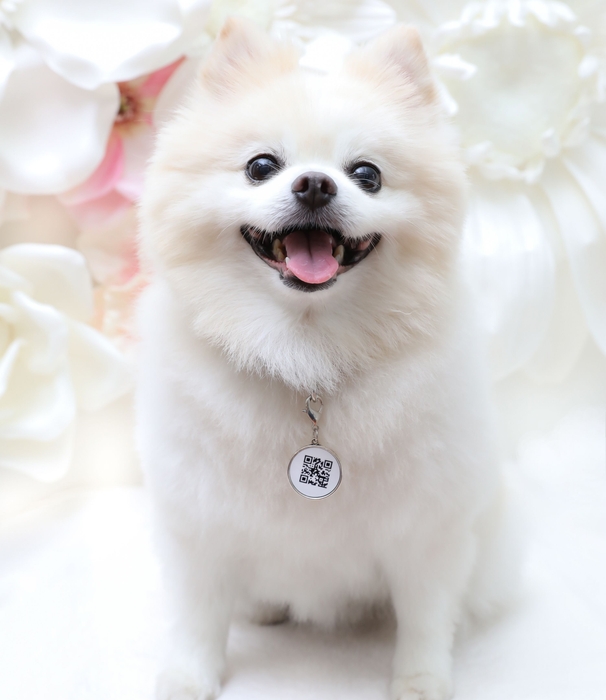 ペットの迷子に「チャーム」