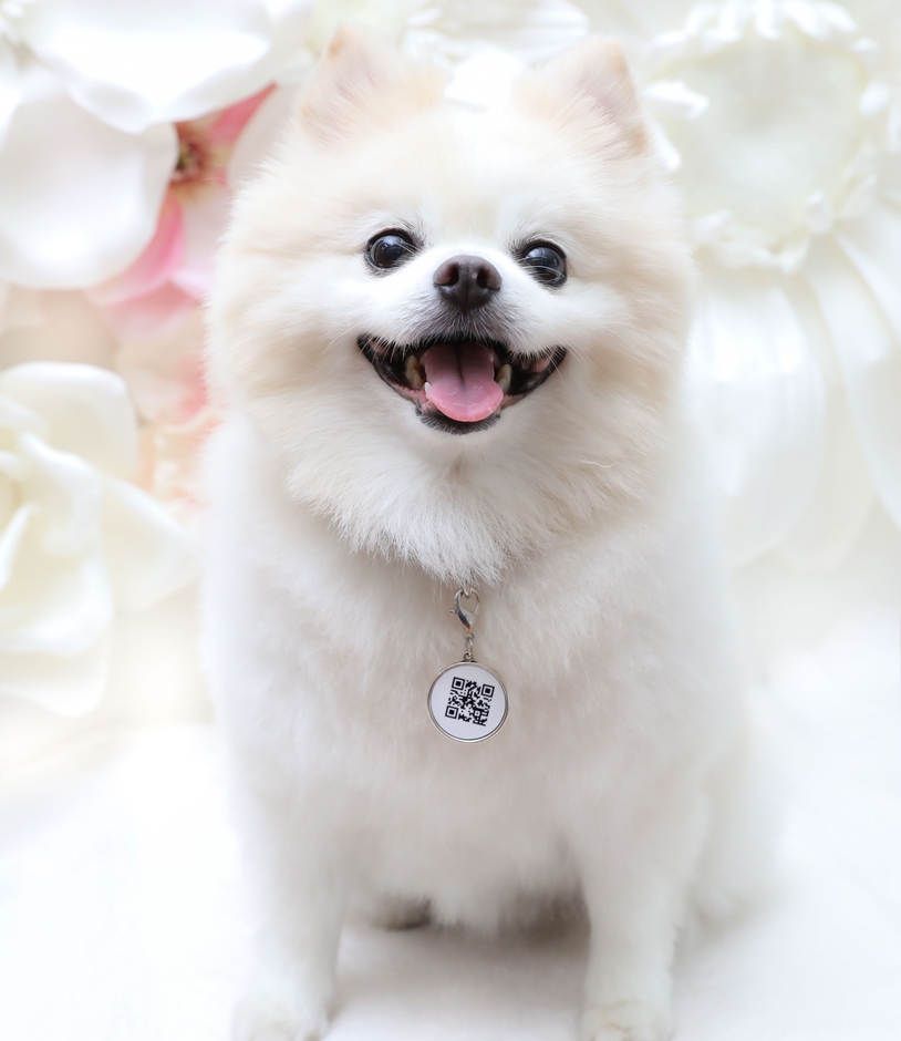 ペットの迷子に「チャーム」