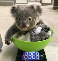 コアラ飼育頭数日本一！ 平川動物公園にコアラのベビーブーム到来！？ ～赤ちゃんコアラ3頭の名前を募集中～