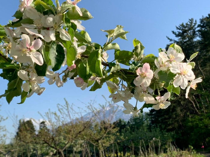 りんごの花