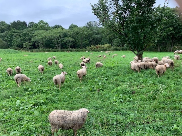 赤平めん羊牧場 放牧風景(3)