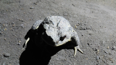 兵舎壕のカエル