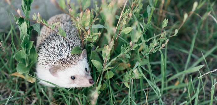 「ボクの針は痛くない」画像4
