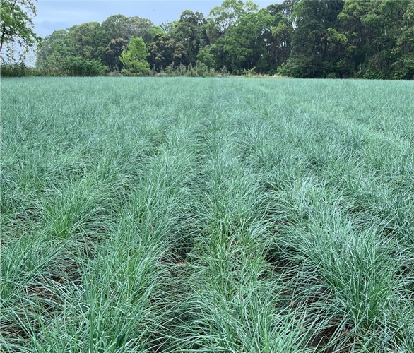 みのり農園のらっきょう畑