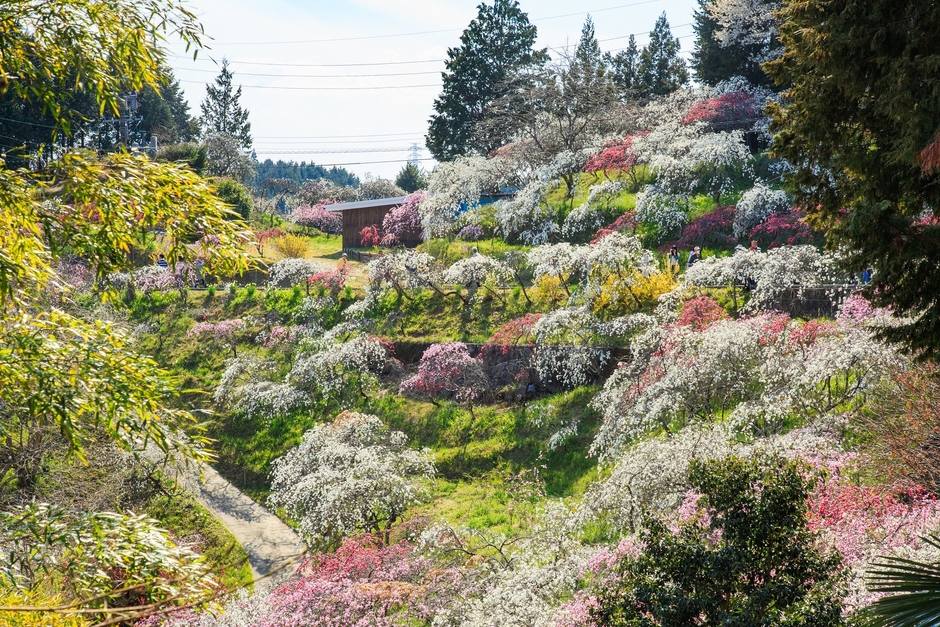 旭 上中のしだれ桃