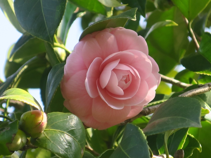 乙女椿(オトメツバキ)