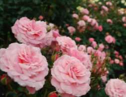 六甲山カンツリーハウス ローズウオーク