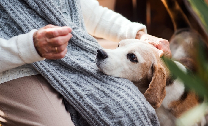 よく犬のお悩みサイトなどでも見かける、シニア犬のお散歩はいつまで必要なのか？について解説していきます。