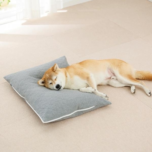 シニア犬の寝姿に寄り添うクッション