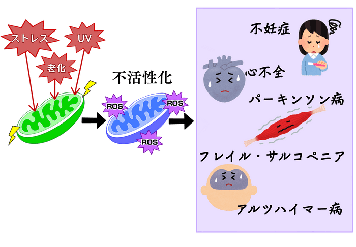 ミトコンドリア劣化による疾患