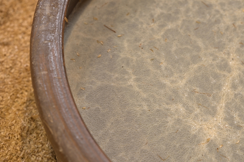 酢酸菌がつくるちりめん膜