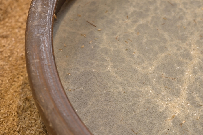 酢酸菌がつくるちりめん膜