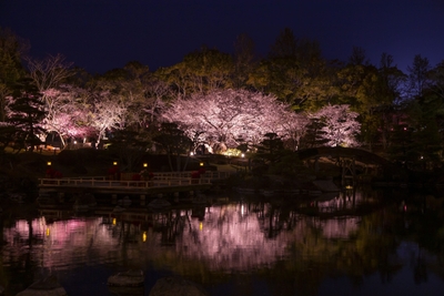 水面に映し出される夜桜　　