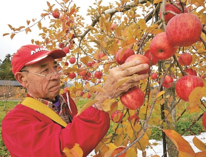 ししどりんご園1 
