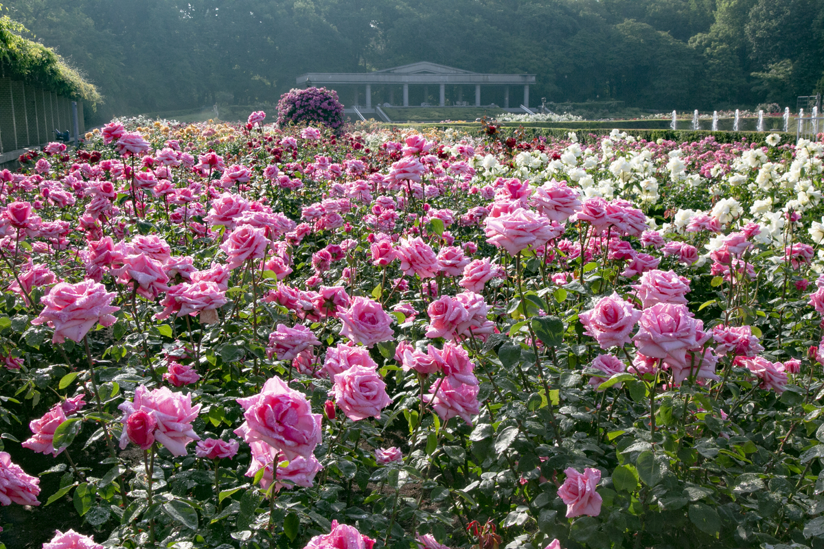 神代植物公園「春のバラフェスタ」令和5年5月9日(火)～28日(日