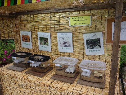 虫の展示（昨年の様子）