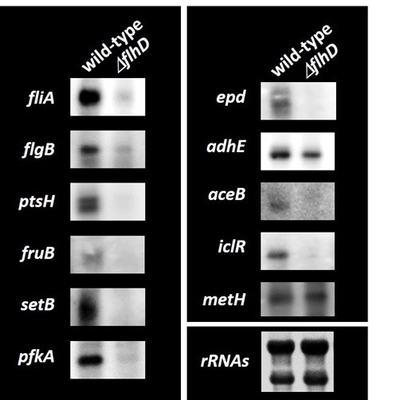 図2.大腸菌野生株とflhD欠損株における炭素源代謝遺伝子群のmRNAレベルの比較解析。