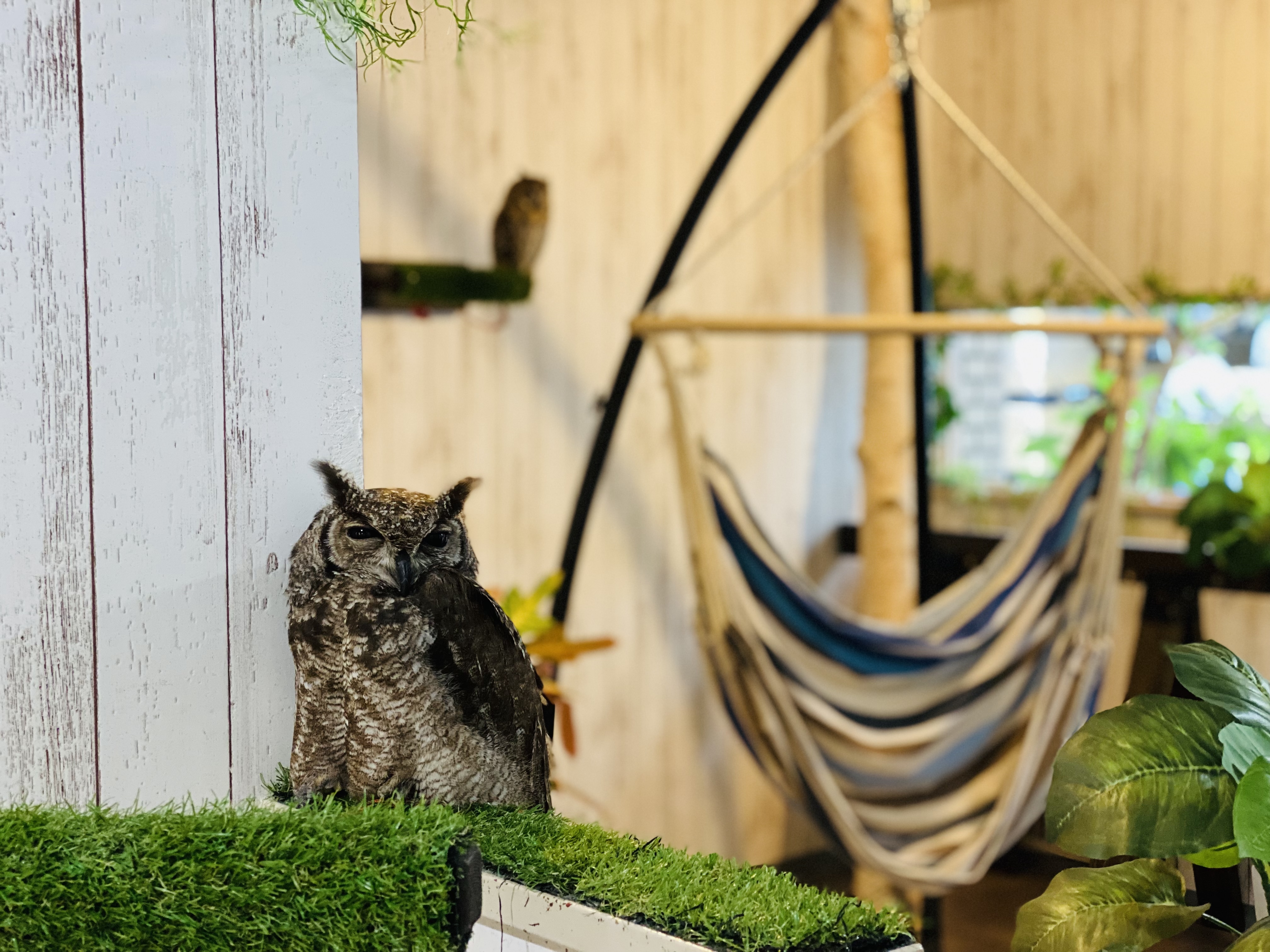 大阪・難波の猛禽類カフェ「ラプターランドシャベル」の 人気No.1を