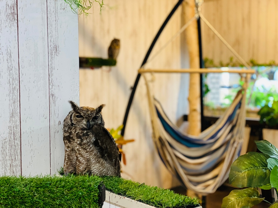 大阪・難波の猛禽類カフェ「ラプターランドシャベル」の 人気No.1を