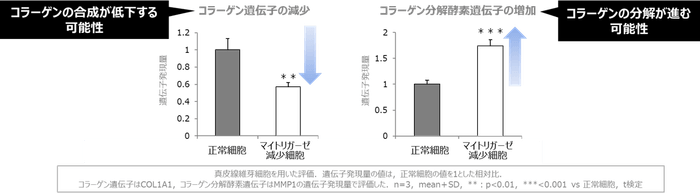 図2 マイトリガーゼの減少とコラーゲン合成・分解との関係