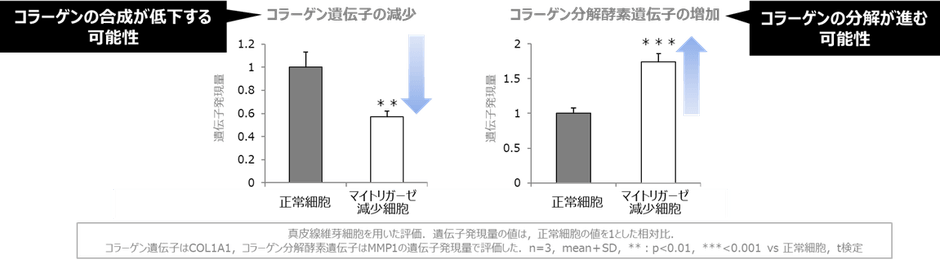 図2 マイトリガーゼの減少とコラーゲン合成・分解との関係