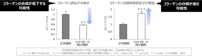 図2 マイトリガーゼの減少とコラーゲン合成・分解との関係