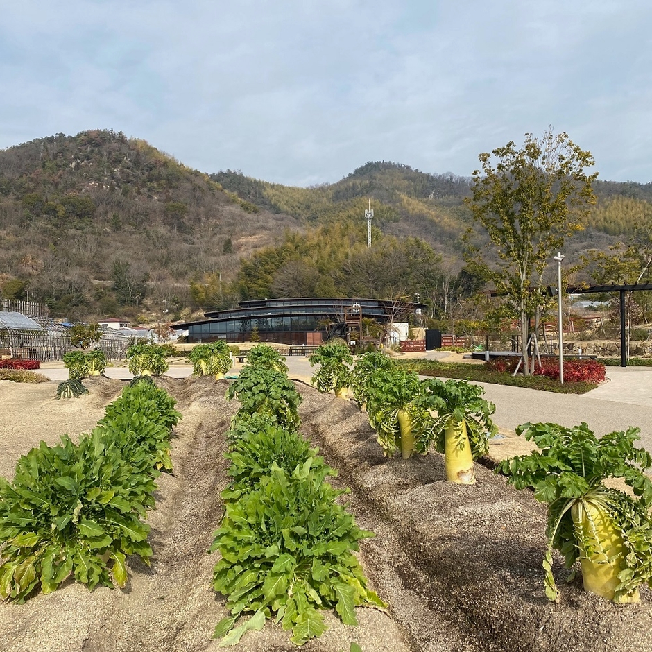 栽培中のジャンボ大根