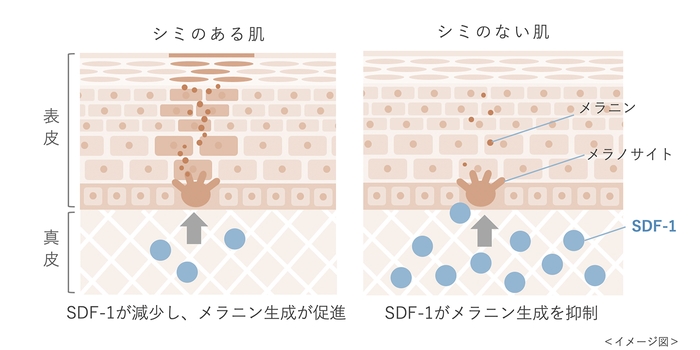 真皮におけるSDF-1のはたらき