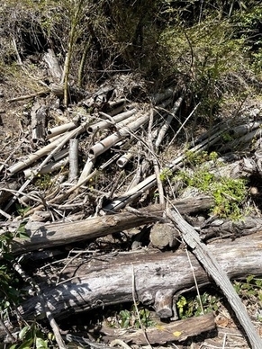 京都華厳寺 鈴虫寺(4)
