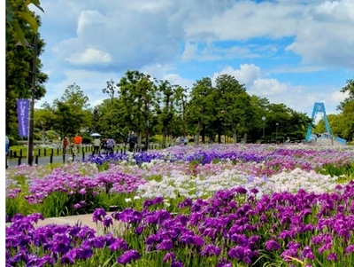 水元公園 (花菖蒲 ※イメージ)