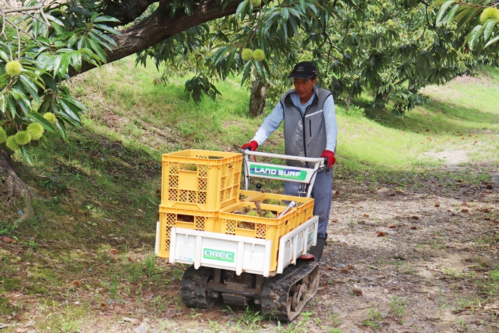 くりくり園収穫作業