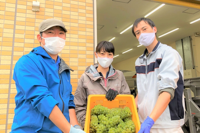 サンサンワイナリー収穫