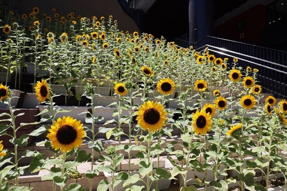 ひまわりプロジェクト2024　ひまわり大階段