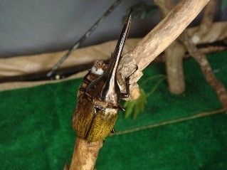 カブトムシ・クワガタ大集合!