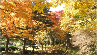 六甲高山植物園 赤・黄・橙の色の共演 「紅葉」が一足早く見頃を迎えました！