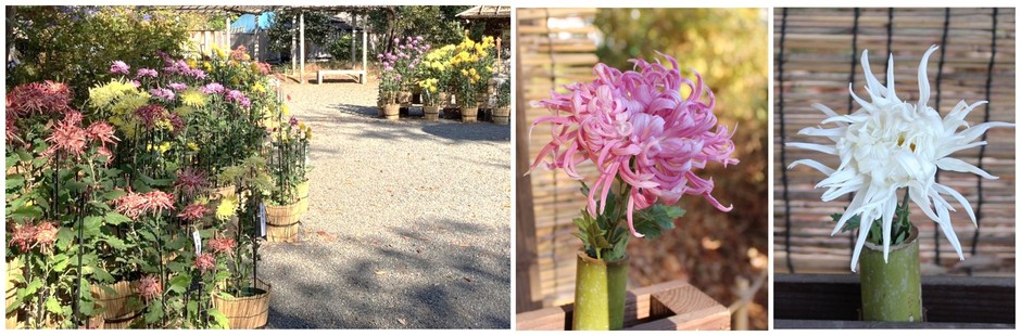 古典菊の展示(昨年の様子)