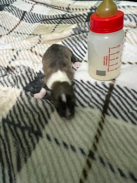 天に還った小さな命達。。。