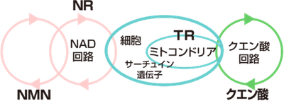 サイクル図