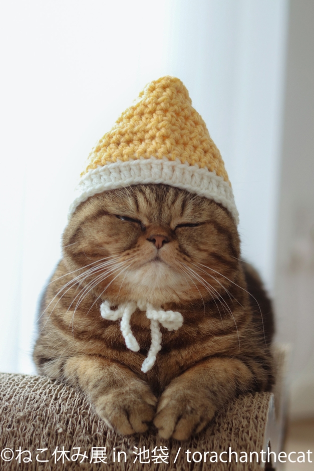 展示作品：torachanthecat