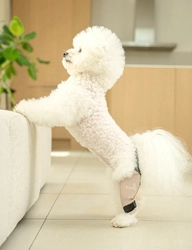 韓国発・犬体工学サポーター『Fitdog』、 日本市場での高評価を受け、 国内供給体制の「早期構築」を決定　 上半期中の拡大を目指す